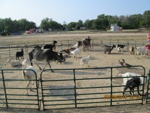huron county fair 2014 007 - Copy